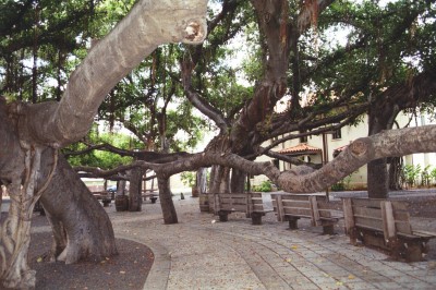 banyan